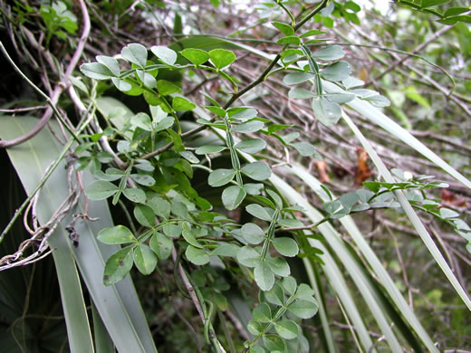 image of Zanthoxylum fagara, Wild Lime, Lime Prickly-ash, Colima, Satinwood