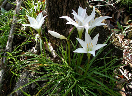 Zephyranthes atamasco, Common Atamasco Lily, Rain-lily, Easter Lily, Naked Lily