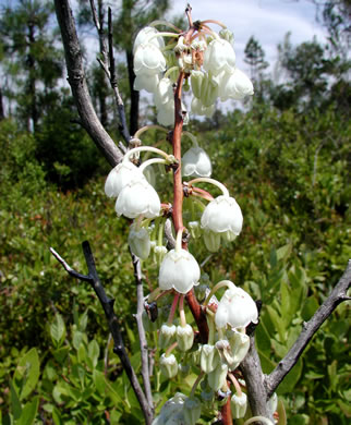 image of Zenobia pulverulenta, Zenobia, Honeycups