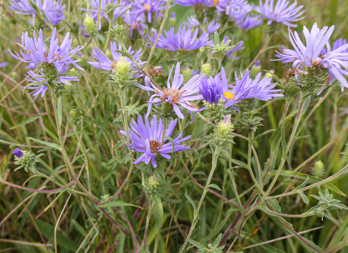 image of Eurybia spectabilis, Low Showy Aster, Eastern Showy Aster