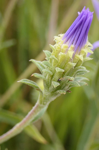 image of Eurybia spectabilis, Low Showy Aster, Eastern Showy Aster