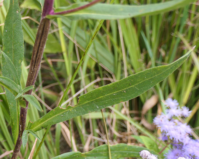 Eurybia spectabilis, Low Showy Aster, Eastern Showy Aster