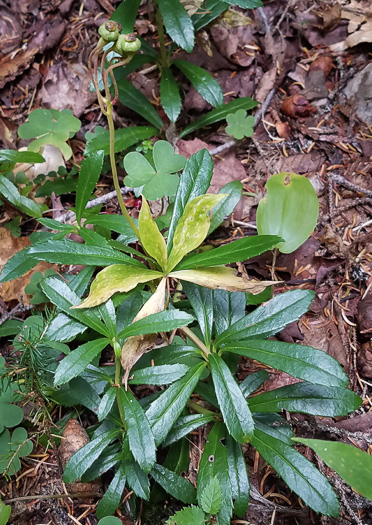 Chimaphila umbellata var. cisatlantica, Prince's-pine