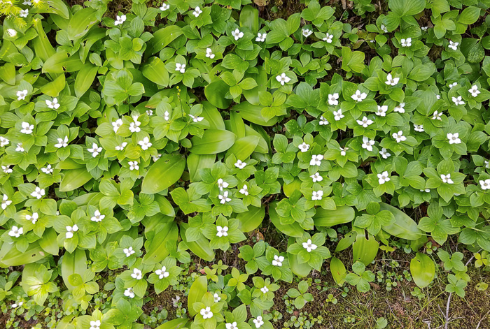 Chamaepericlymenum canadense, Bunchberry, Dwarf Dogwood, Dwarf Cornel