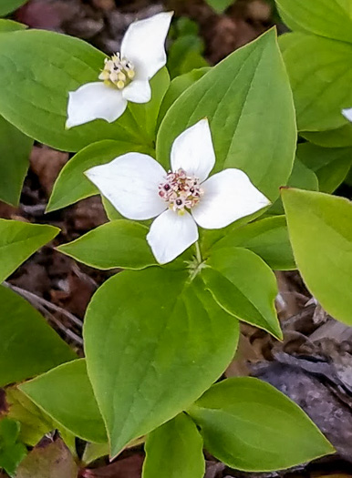 Chamaepericlymenum canadense, Bunchberry, Dwarf Dogwood, Dwarf Cornel