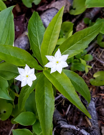 image of Trientalis borealis, Northern Starflower, Maystar