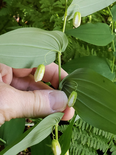 image of Streptopus amplexifolius var. amplexifolius, Clasping Twisted-stalk, White Mandarin, Pagoda-bells