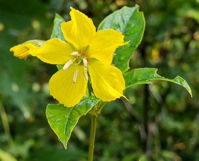 Steironema ciliatum, Fringed Loosestrife