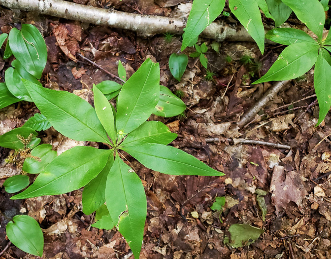 Trientalis borealis, Northern Starflower, Maystar