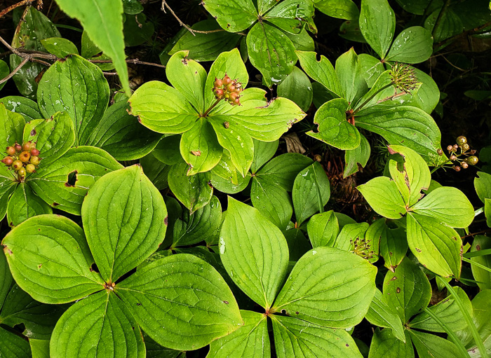 Chamaepericlymenum canadense, Bunchberry, Dwarf Dogwood, Dwarf Cornel