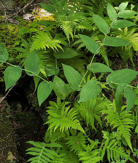 image of Streptopus amplexifolius var. amplexifolius, Clasping Twisted-stalk, White Mandarin, Pagoda-bells