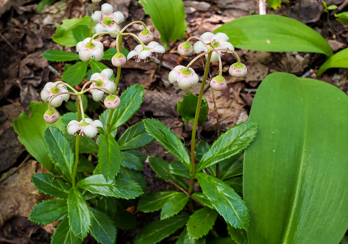 image of Chimaphila umbellata var. cisatlantica, Prince's-pine