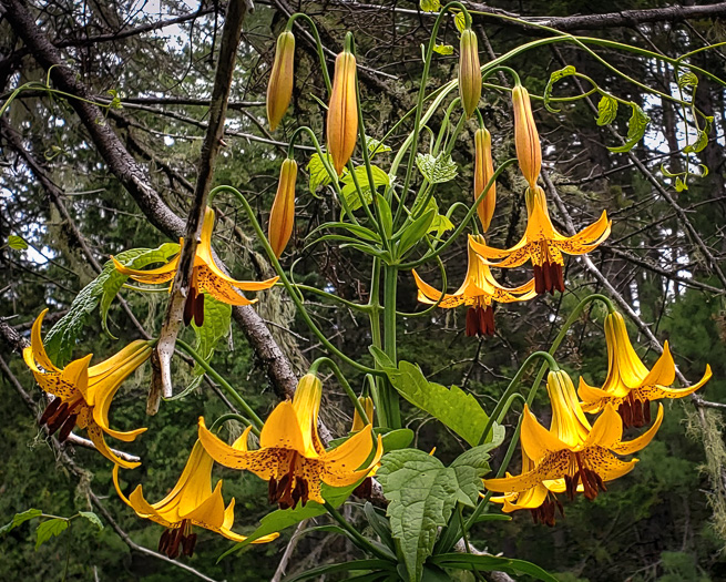 image of Lilium canadense, Canada Lily