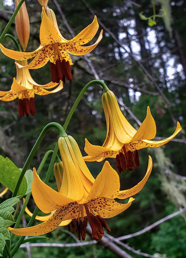 image of Lilium canadense, Canada Lily