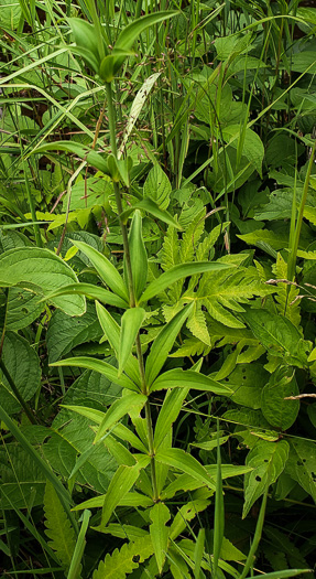 image of Lilium canadense, Canada Lily