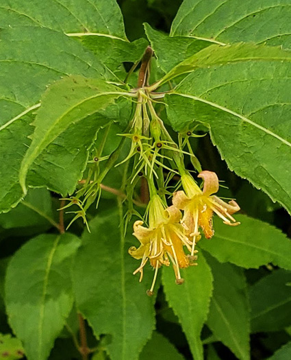 Diervilla lonicera, Northern Bush-honeysuckle