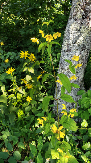 Steironema ciliatum, Fringed Loosestrife