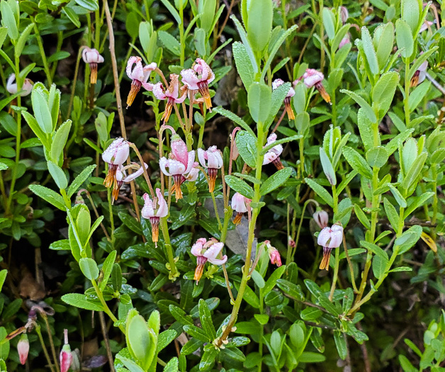 Vaccinium macrocarpon, Cranberry, Large Cranberry