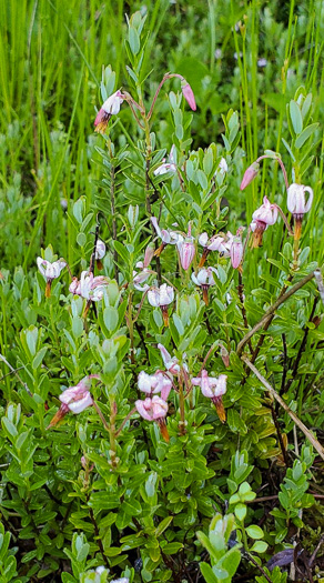 image of Vaccinium macrocarpon, Cranberry, Large Cranberry