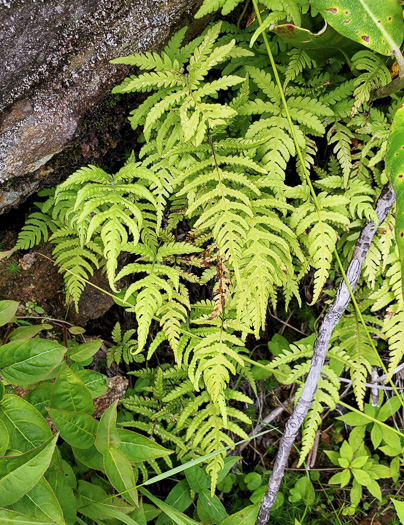 Phegopteris connectilis, Northern Beech Fern