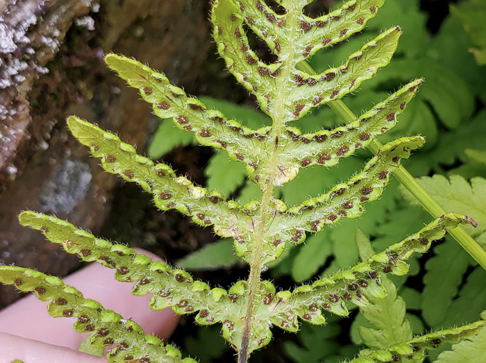 Phegopteris connectilis, Northern Beech Fern