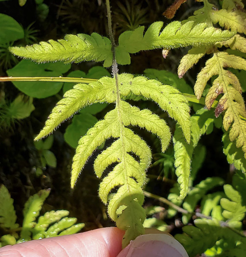 Phegopteris connectilis, Northern Beech Fern