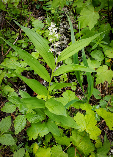 Maianthemum stellatum, Starry Solomon's Plume, Starflower, Starry Solomon's Seal