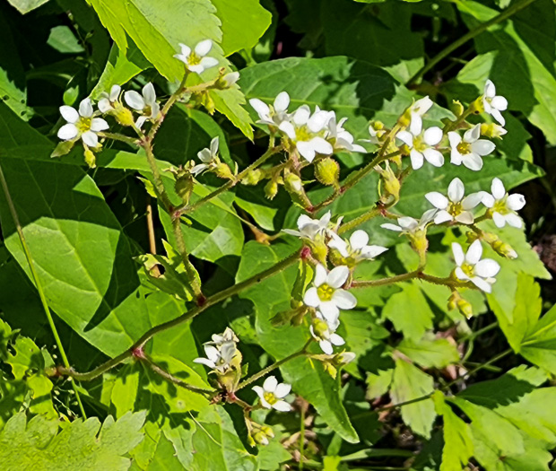 Boykinia aconitifolia, Brook-saxifrage, Eastern Boykinia, Allegheny Brookfoam, Aconite-saxifrage