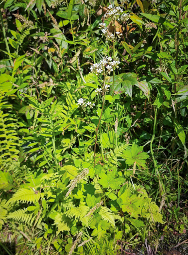 Boykinia aconitifolia, Brook-saxifrage, Eastern Boykinia, Allegheny Brookfoam, Aconite-saxifrage