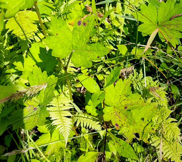 Boykinia aconitifolia, Brook-saxifrage, Eastern Boykinia, Allegheny Brookfoam, Aconite-saxifrage