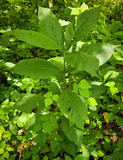 Triosteum aurantiacum var. aurantiacum, Orange-fruited Horse-gentian