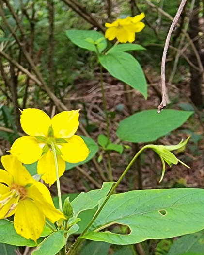 Steironema ciliatum, Fringed Loosestrife