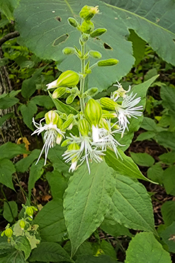 image of Silene ovata, Mountain Catchfly, Fringed Campion, Blue Ridge Catchfly