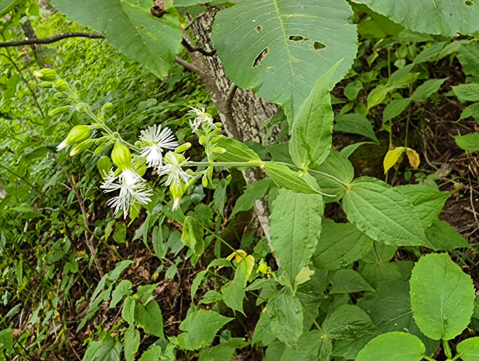 Silene ovata, Mountain Catchfly, Fringed Campion, Blue Ridge Catchfly