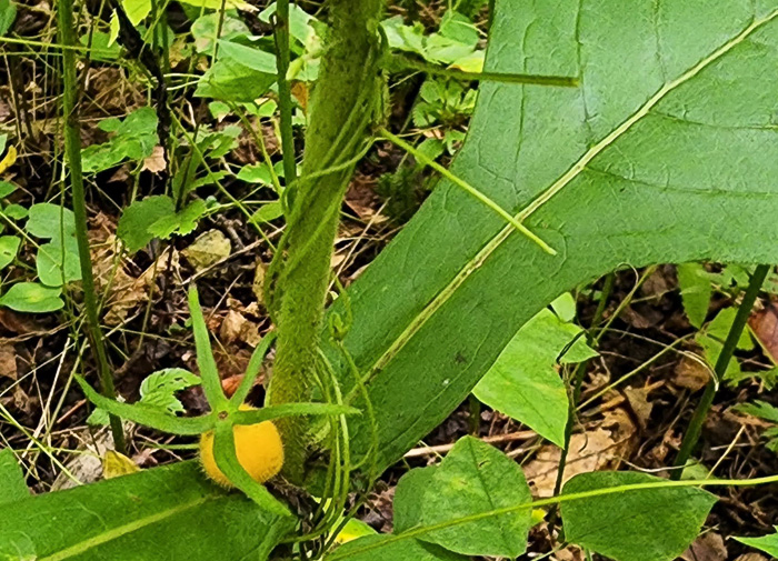 Triosteum aurantiacum var. aurantiacum, Orange-fruited Horse-gentian