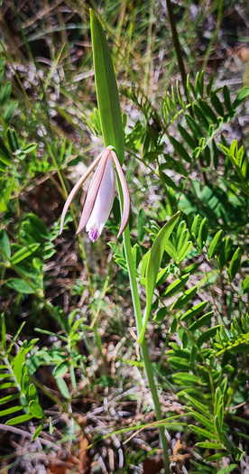 image of Cleistesiopsis bifaria, Appalachian Dragonhead Pogonia, Appalachian Small Spreading Pogonia, Smaller Rosebud Orchid, Upland Spreading Pogonia