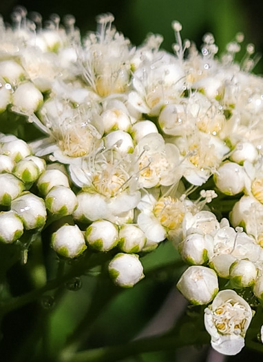 Spiraea virginiana, Virginia Spiraea, Appalachian Spiraea, Virginia Meadowsweet