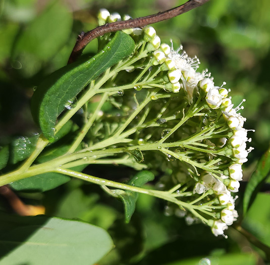 Spiraea virginiana, Virginia Spiraea, Appalachian Spiraea, Virginia Meadowsweet