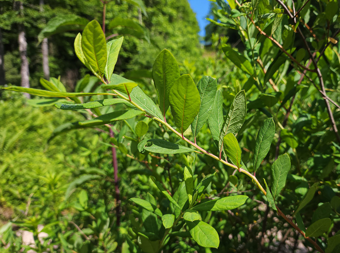 image of Spiraea virginiana, Virginia Spiraea, Appalachian Spiraea, Virginia Meadowsweet