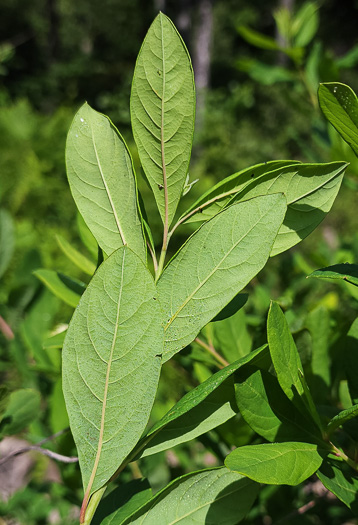 Spiraea virginiana, Virginia Spiraea, Appalachian Spiraea, Virginia Meadowsweet