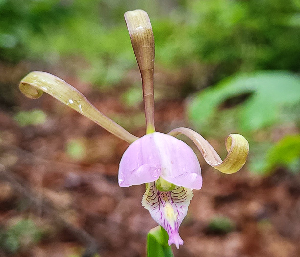 Cleistesiopsis bifaria, Appalachian Dragonhead Pogonia, Appalachian Small Spreading Pogonia, Smaller Rosebud Orchid, Upland Spreading Pogonia