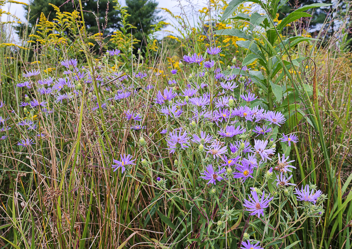 Eurybia spectabilis, Low Showy Aster, Eastern Showy Aster