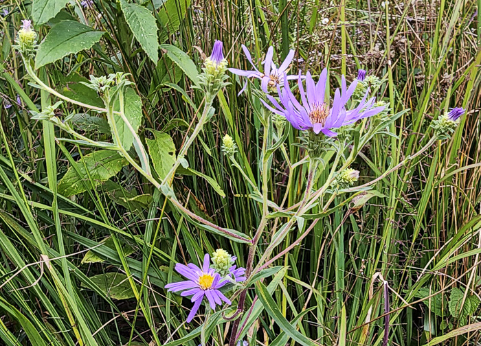 Eurybia spectabilis, Low Showy Aster, Eastern Showy Aster