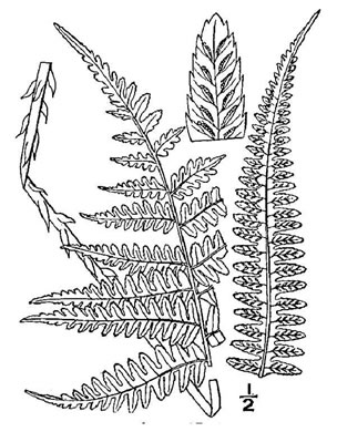 drawing of Deparia acrostichoides, Silvery Glade Fern, Silvery Spleenwort