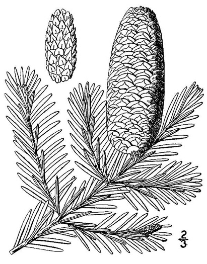 drawing of Abies balsamea, Balsam Fir, Northern Balsam, Canada Balsam