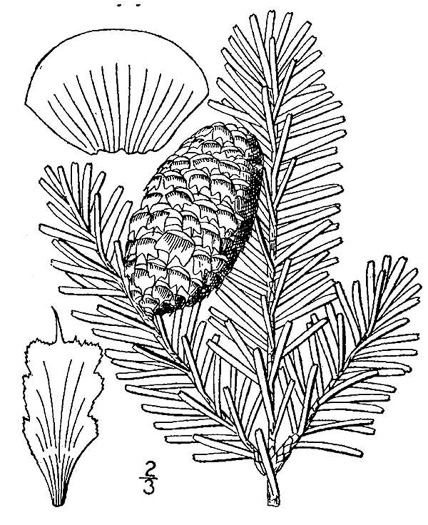 drawing of Abies fraseri, Fraser Fir, She Balsam, Southern Balsam