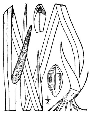 image of Acorus calamus, European Sweetflag, European Calamus