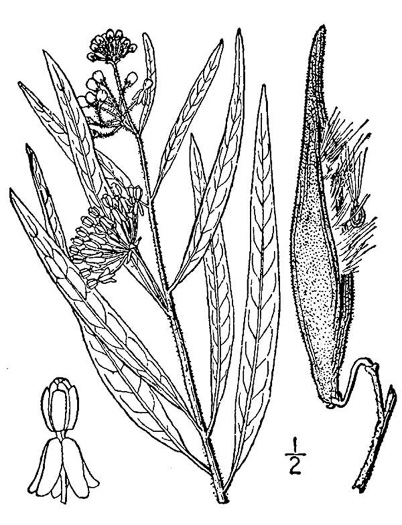 image of Asclepias longifolia, Longleaf Milkweed, Savanna Milkweed