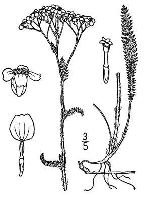 image of Achillea borealis, American Yarrow, American Thousandleaf