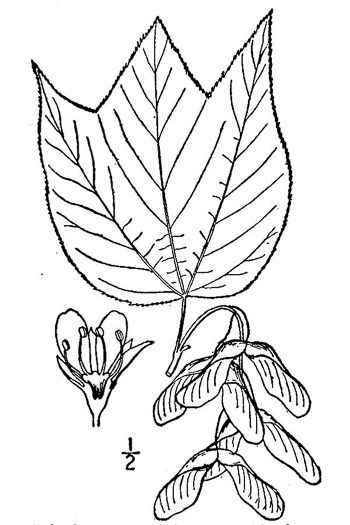 image of Acer pensylvanicum, Striped Maple, Moosewood